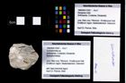 Foto (Objekt + Etikett) von Goniodromites sp.  (NHMW-GEO-1990-0041-2567)